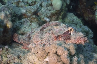 A camouflaged fish, fringed scorpionfish (Scorpaenopsis oxycephala), lies hidden among corals. Dive