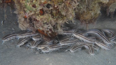 A school of Striped eel catfish (Plotosus lineatus) juvenile, dive site House Reef, Mangrove Bay,