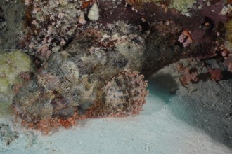A camouflaged fish, fringed scorpionfish (Scorpaenopsis oxycephala), near a coral reef. Dive site