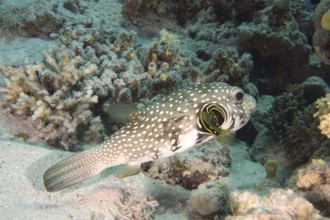 A spotted pufferfish, white-spotted pufferfish (Arothron hispidus), swims close to a coral