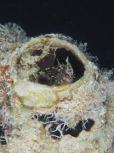 A sabre-toothed blenny (Petroscirtes mitratus) inhabits a plastic canister, marine pollution, dive