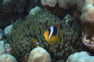Red Sea anemonefish (Amphiprion bicinctus) surrounded by sea anemones. Dive site Shaab Claudia