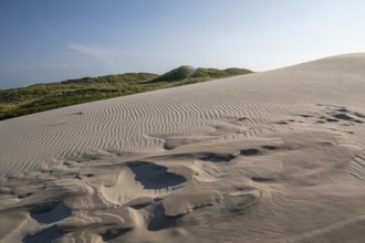 Dunes with beach grass, wave pattern in the sand, blue sky, Hvide Sande, North Sea, Denmark