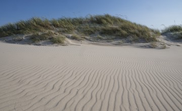 Dunes, wave pattern in the sand, blue sky, Hvide Sande, North Sea, Denmark