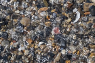 Colourful, smooth pebbles under a clear water surface, North Sea, Denmark