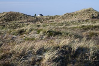 House in a dune landscape overgrown with grass, near Hvide Sande, Ringkøbing Fjord, Denmark