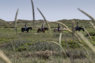 Horses and riders crossing a green meadow with dunes in the background, Ringkøbing Fjord, North Sea