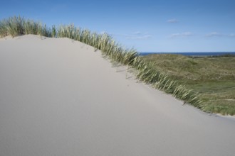 Dunes with beach grass, dune landscape, blue sky, Hvide Sande, North Sea, Denmark