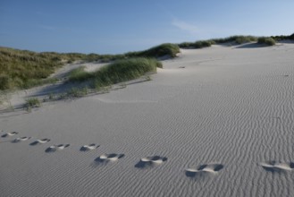 Sandy dune landscape, beach grass, footprints, blue sky, Hvide Sande, North Sea, Denmark