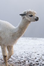 A white alpaca (Vicugna pacos) stands in dense fog on a frozen meadow in hilly terrain. Captive,
