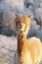 A white alpaca (Vicugna pacos) stands in the early morning light on a frozen meadow in hilly