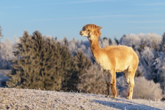 A white alpaca (Vicugna pacos) stands in the early morning light on a frozen meadow in hilly