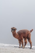 A brown alpaca (Vicugna pacos) stands in dense fog on a frozen meadow in hilly terrain. Captive,