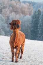 A brown alpaca (Vicugna pacos) stands in the early morning light on a frozen meadow in hilly