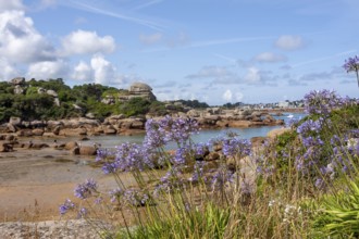 Jewelled lilies on the Cote de Granit Rose, Brittany, France