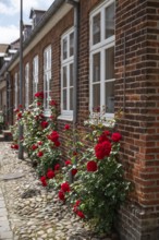 Lush rose blossoms along the brick façade of a house, Old Town, Ringkøbing, Ringkøbing Fjord,