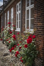Red roses entwine themselves along the brick façade, Old Town, Ringkøbing, Ringkøbing Fjord,
