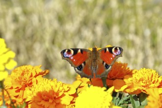 Peacock butterfly (Aglais io), on marigold marigold (Tagetes erecta), close-up, Wilnsdorf, North