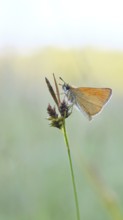 Large skipper (Ochlodes sylvanus, Augiades sylvanus), resting in the evening on a blade of grass in