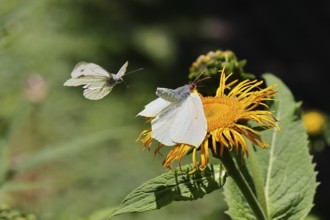 Lemon butterfly (Gonepteryx rhamny) landing on a yellow flower of a Great Telekie (Telekia