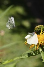 Lemon butterfly (Gonepteryx rhamny) landing on a yellow flower of a Great Telekie (Telekia