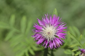 Meadow knapweed or common knapweed (Centaurea jacea), flower, Wilnsdorf, North Rhine-Westphalia,