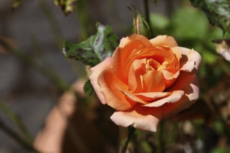 Rose (Rosa sp.), orange blossom in a garden, Wilnsdorf, North Rhine-Westphalia, Germany
