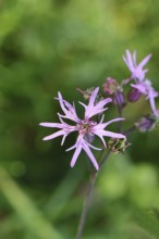Cuckooflower (Lychnis flos-cuculi), single flower in a forest clearing, Wilnsdorf, North