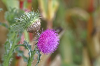 Flower head of the Musk Thistle (Carduus nutans, also known as nodding thistle), by the wayside,