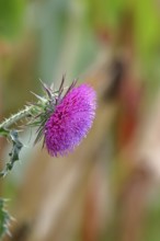 Flower head of the Musk Thistle (Carduus nutans, also known as nodding thistle), by the wayside,