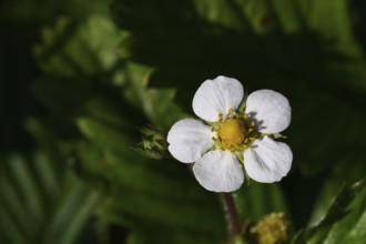 Wild strawberry (Fragaria vesca), in bloom, wild strawberry blossom, close-up, Wilnsdorf, North