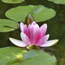 Water lily (Nymphaea), pond lily, aquatic plant, in a garden pond, Wilnsdorf, North