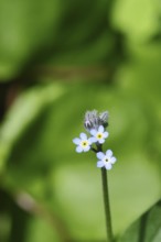Field forget-me-not, Field forget-me-not (Myosotis arvensis), flowers, on a wild field, macro