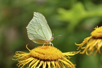 Lemon butterfly (Gonepteryx rhamny) on a yellow flower of a Great Telekie (Telekia speciosa),