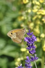 Meadow Brown (Maniola jurtina), on a lavender flower (Lavandula angustifolia), collecting nectar