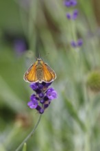Large skipper (Ochlodes venatus), collecting nectar from a flower of Common lavender (Lavandula