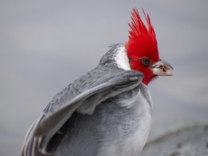 Red-crested Tanager (Paroaria coronata) close-up portrait, seen in Buenos Aires, Argentina