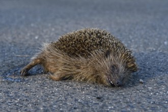 Roadkill... European hedgehog (Erinaceus europaeus), run over hedgehog lying dead on the road, run