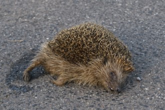 Death on the road... Hedgehog (Erinaceus europaeus), road traffic victim, hedgehog hit by a car,