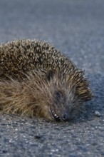 Road traffic victim... Hedgehog (Erinaceus europaeus), run over hedgehog lying dead on the road,