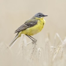 In (almost) ripe grain... Yellow wagtail (Motacilla flava) or simply yellow wagtail, male in