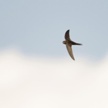 Acrobats of the air... Swift (Apus apus) in flight, stays in the air for about ten months almost