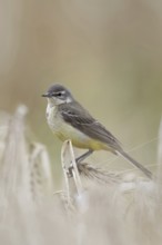 In (almost) ripe grain... Yellow wagtail (Motacilla flava), meadow wagtail, female, particularly