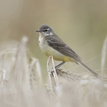 In (almost) ripe grain... Yellow wagtail (Motacilla flava), meadow wagtail, female, particularly
