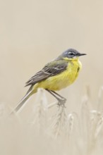 In (almost) ripe grain... Yellow wagtail (Motacilla flava) or simply yellow wagtail, male in