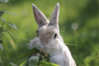 Domestic rabbit (Oryctolagus cuniculus domestica), portrait, garden, eating, cute, Germany, rabbit