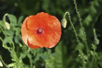 Red poppy (Papaver rhoeas), red flower in a natural garden, Wilnsdorf, North Rhine-Westphalia,