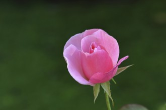 Rose (Rosa sp.), pink blossom in a garden, Wilnsdorf, North Rhine-Westphalia, Germany