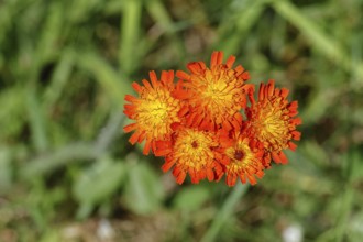Orange hawkweed, orange-red hawkweed (Hieracium aurantiacum), flower on a rough meadow, close-up,