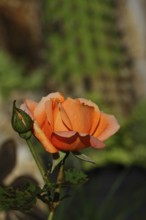 Rose (Rosa sp.), orange blossom in a garden, Wilnsdorf, North Rhine-Westphalia, Germany